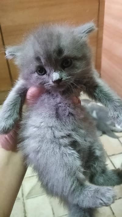 ragdoll Himalayan