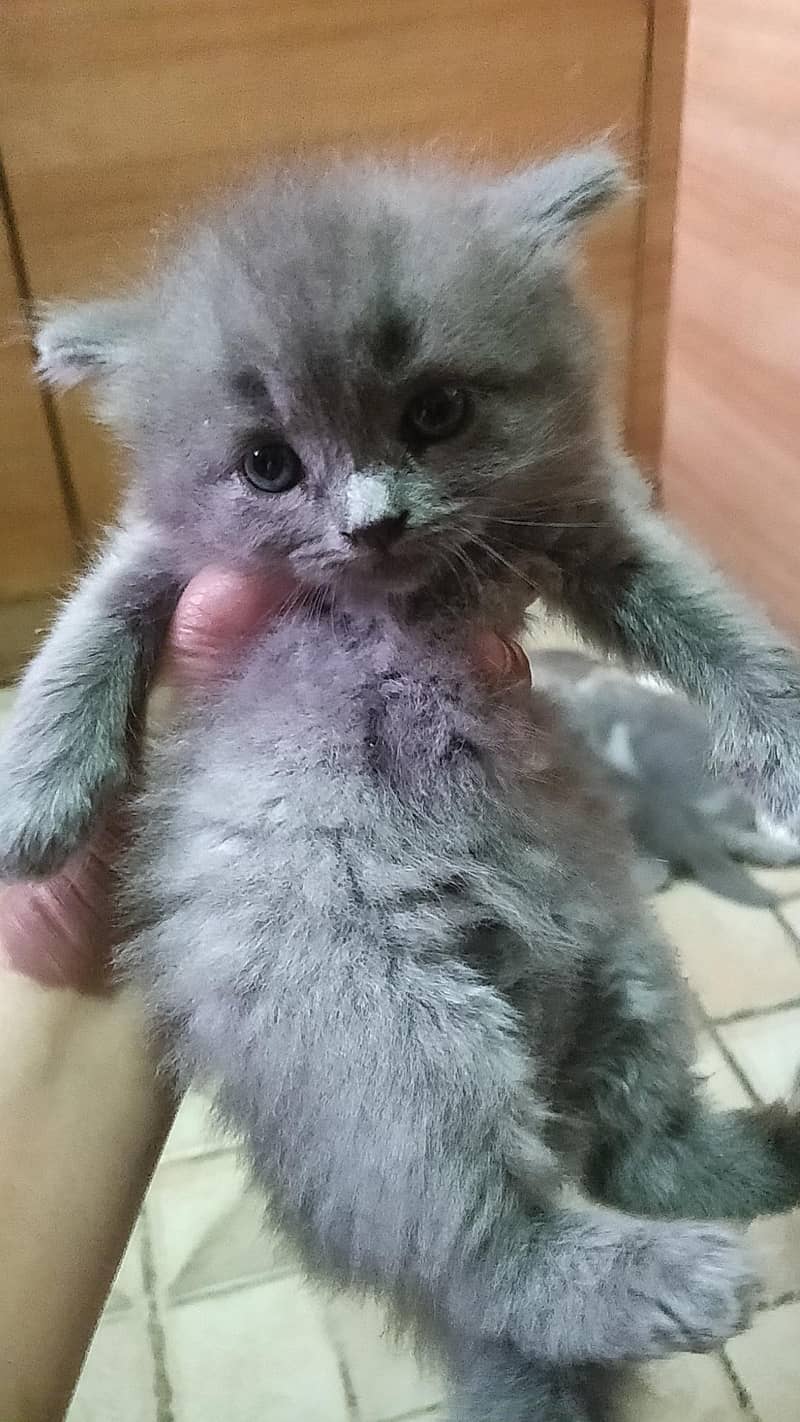 ragdoll Himalayan 0