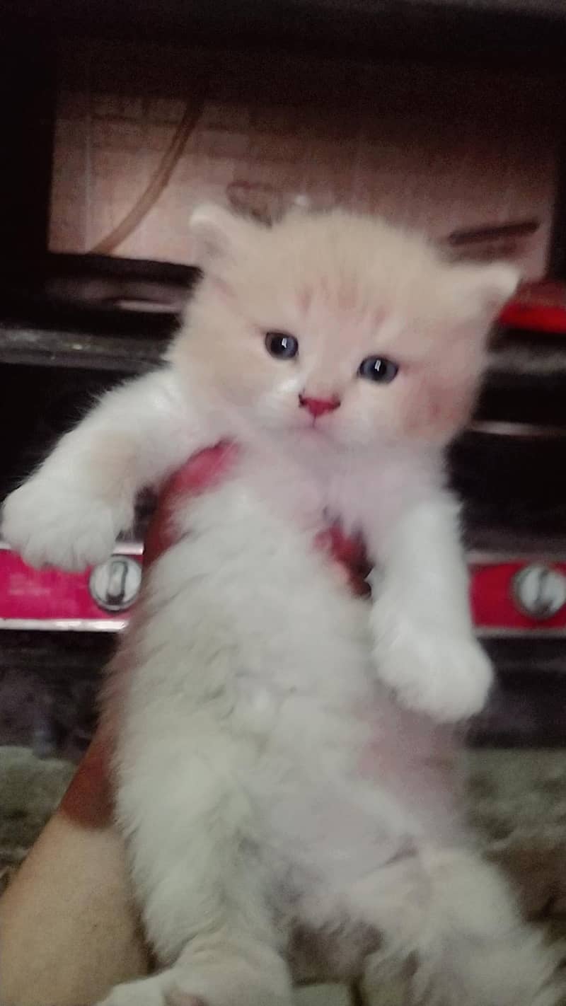 ragdoll Himalayan 1