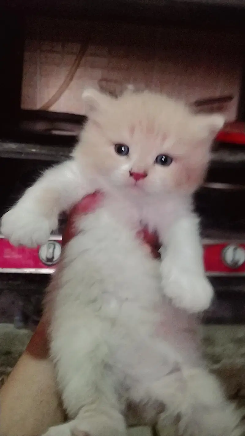 ragdoll Himalayan — photo 2