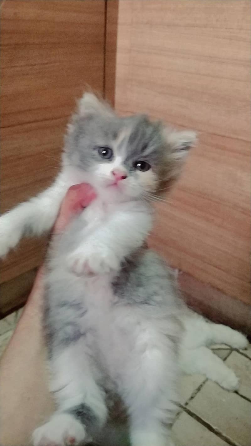 ragdoll Himalayan 2