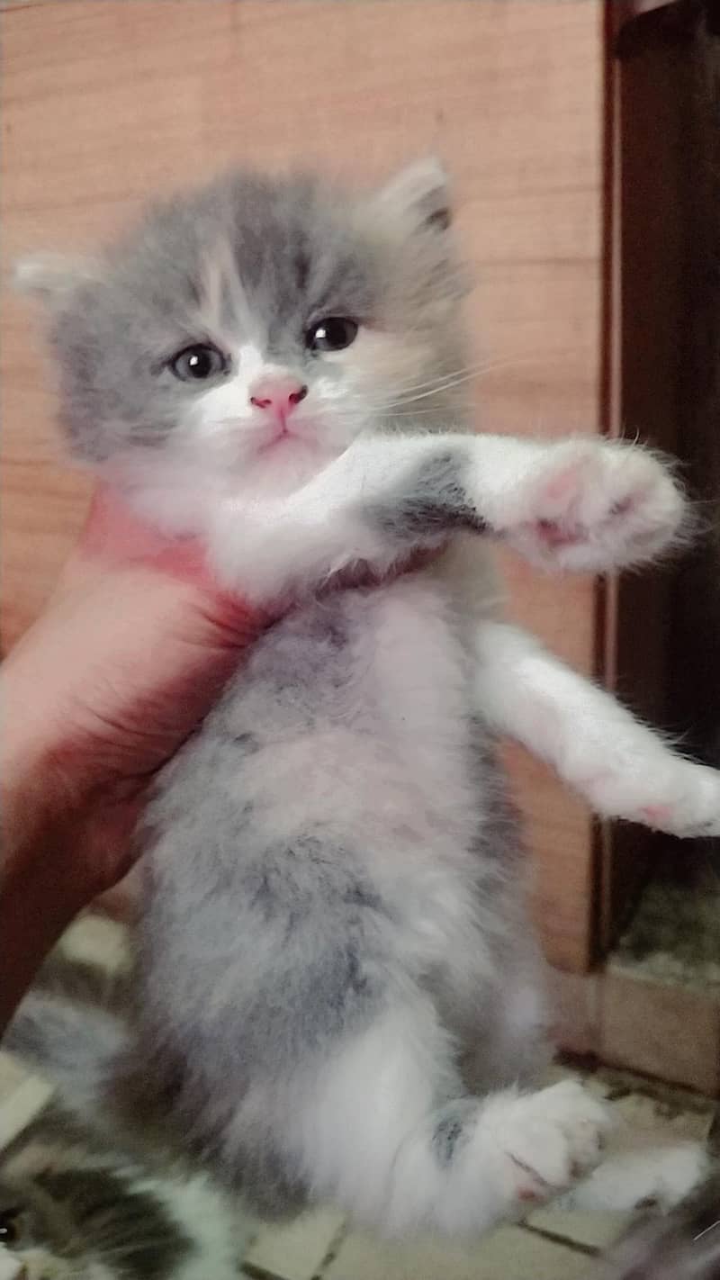 ragdoll Himalayan 3