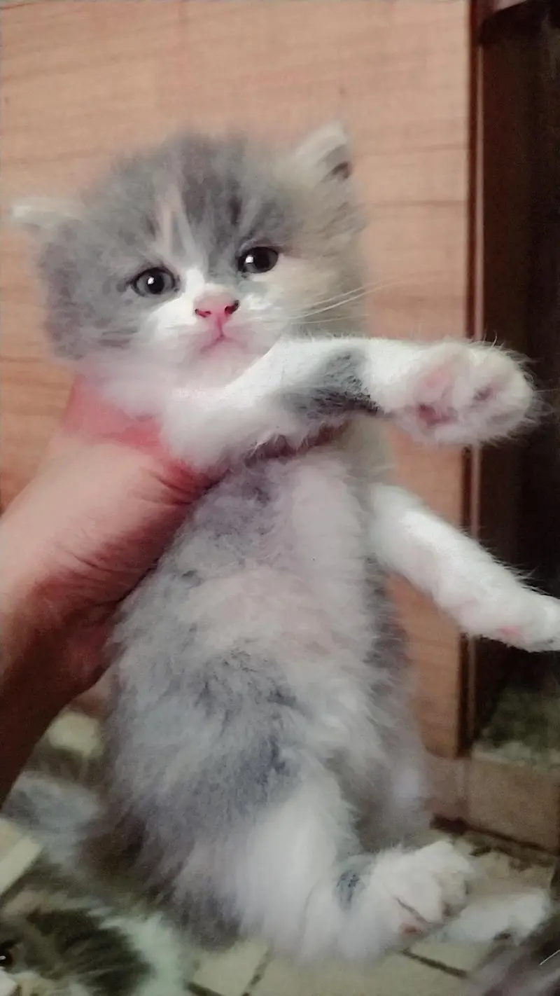 ragdoll Himalayan — photo 4