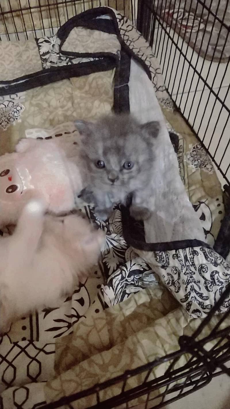 ragdoll Himalayan 4