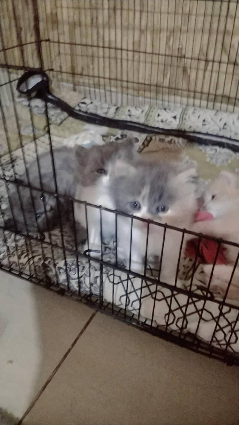 ragdoll Himalayan 5
