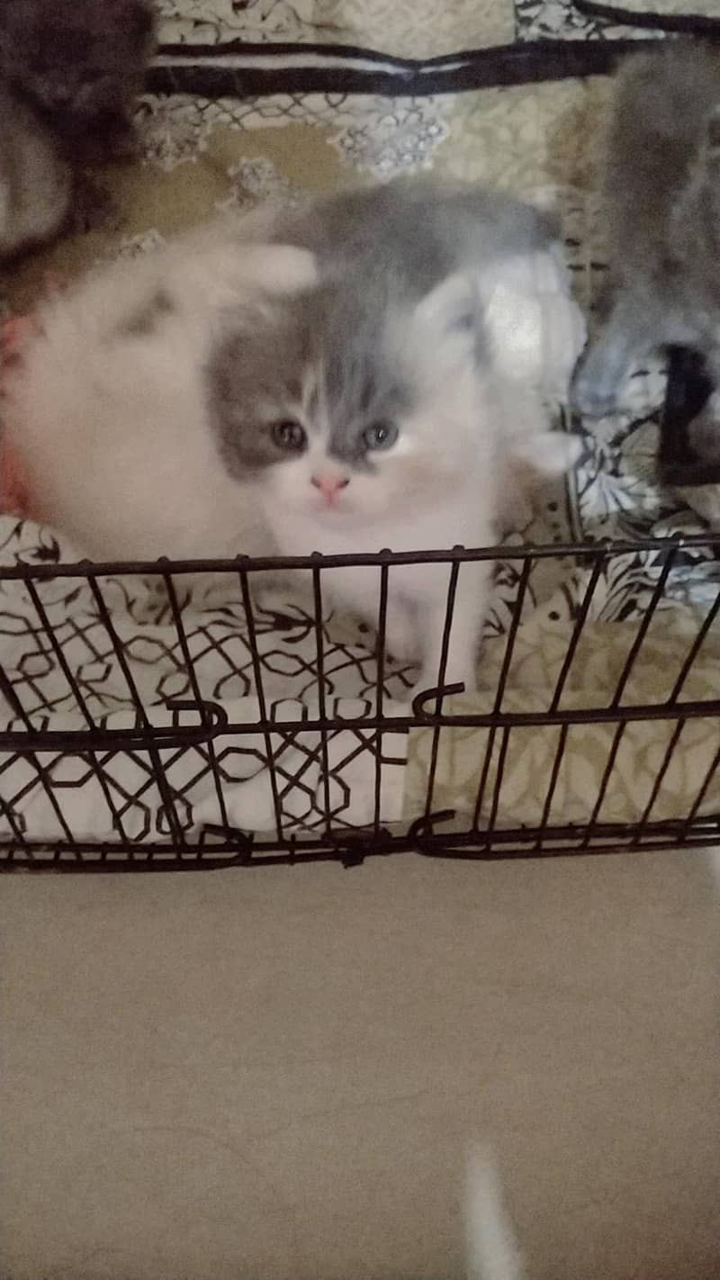 ragdoll Himalayan 6