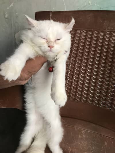 Semi punch white Persian cat