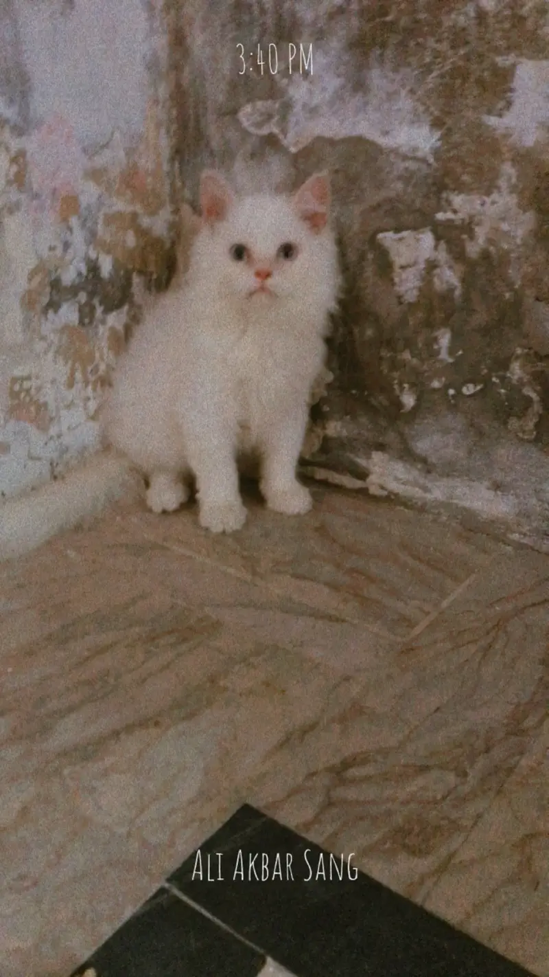 Semi punch white Persian cat — photo 2