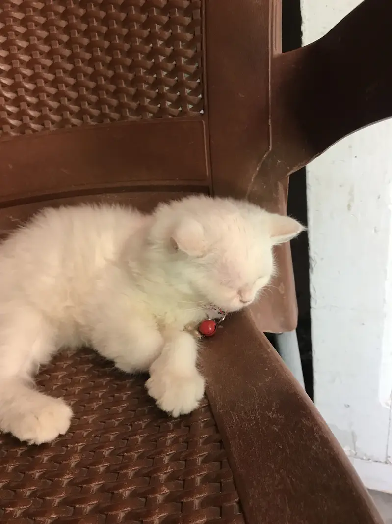 Semi punch white Persian cat — photo 3