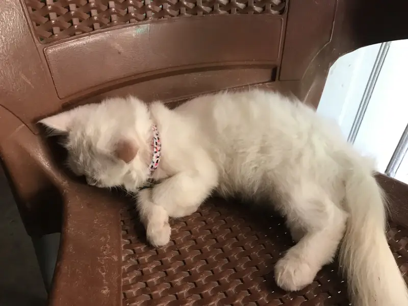 Semi punch white Persian cat — photo 4