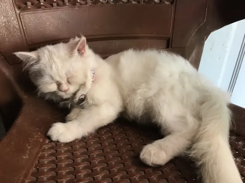 Semi punch white Persian cat — photo 5