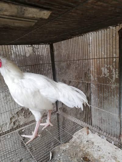 SHAMO BREED 2 PAIR FOR SALE