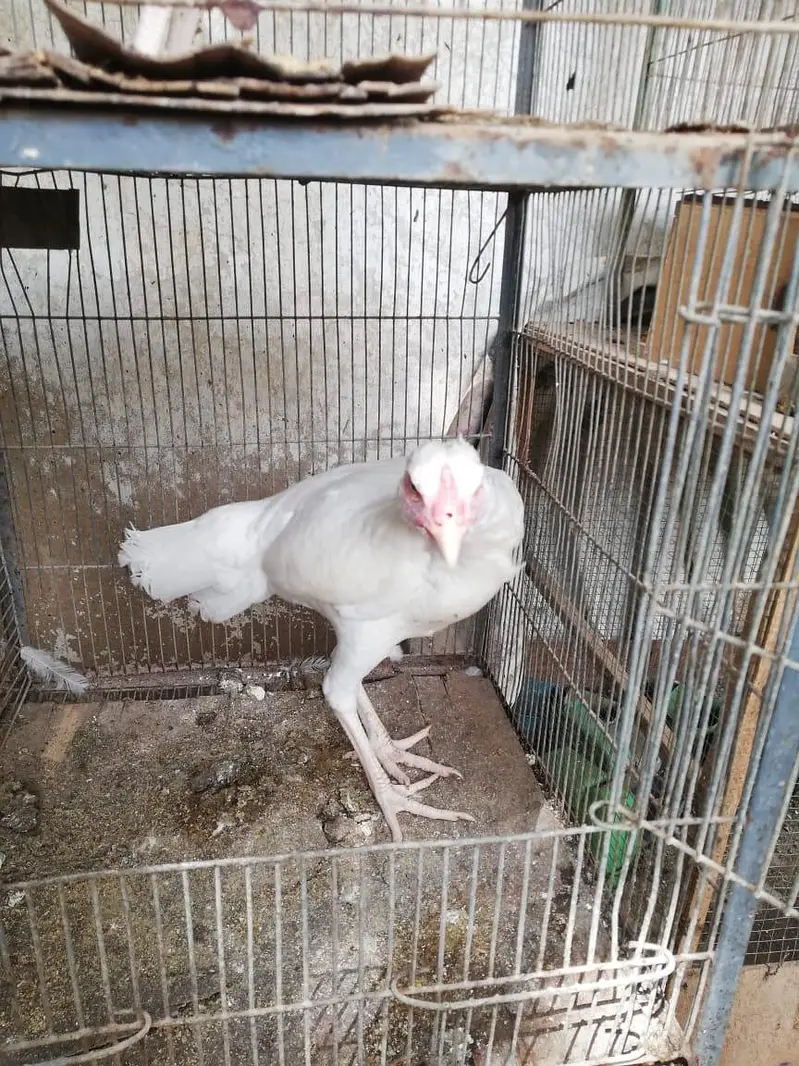 SHAMO BREED 2 PAIR FOR SALE — photo 2