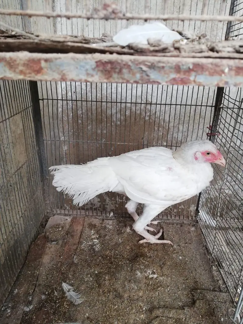 SHAMO BREED 2 PAIR FOR SALE — photo 3