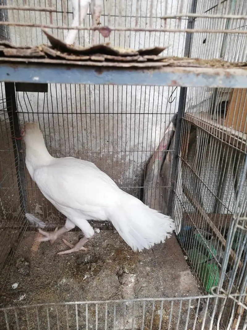 SHAMO BREED 2 PAIR FOR SALE — photo 4