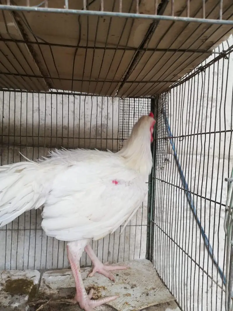 SHAMO BREED 2 PAIR FOR SALE — photo 5