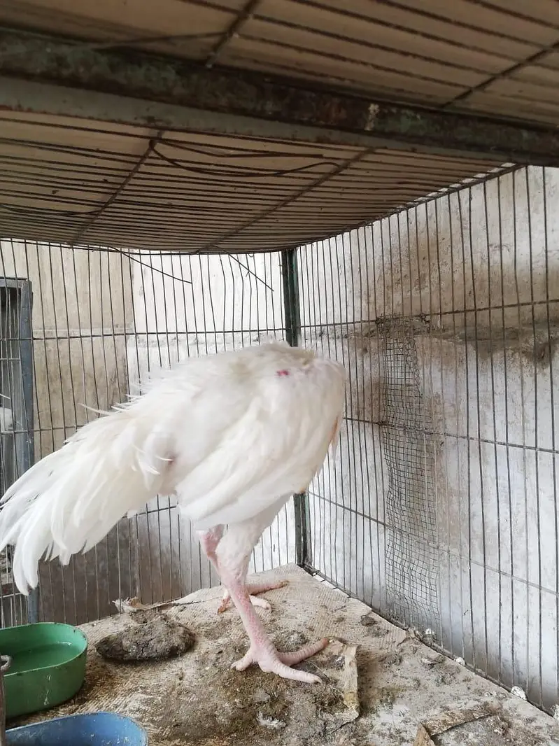 SHAMO BREED 2 PAIR FOR SALE — photo 6