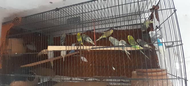 Australian perots