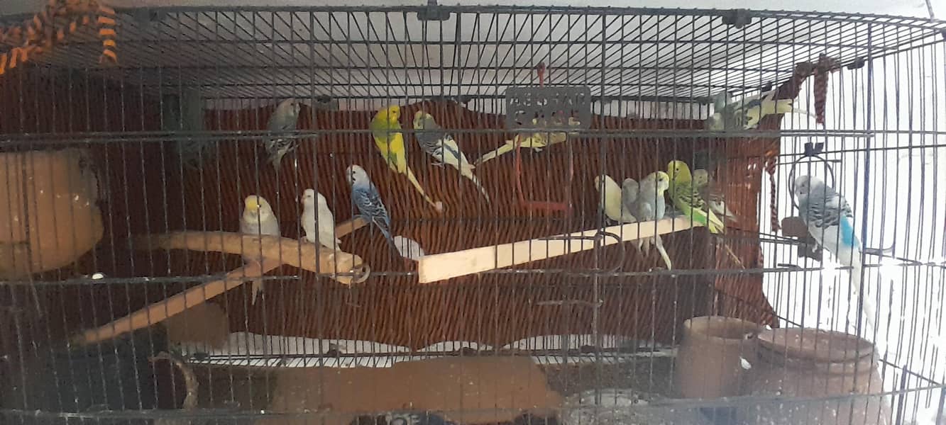 Australian perots 1