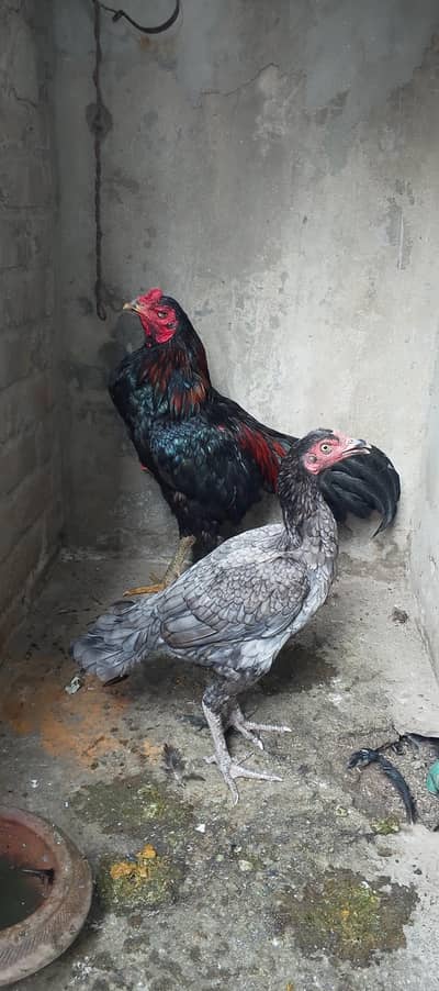 thai pair