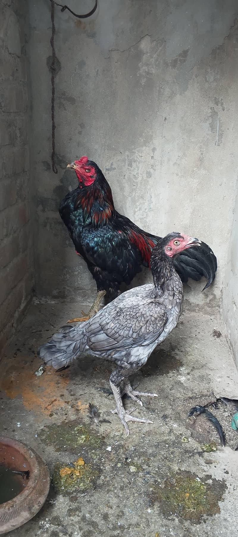 thai pair 0