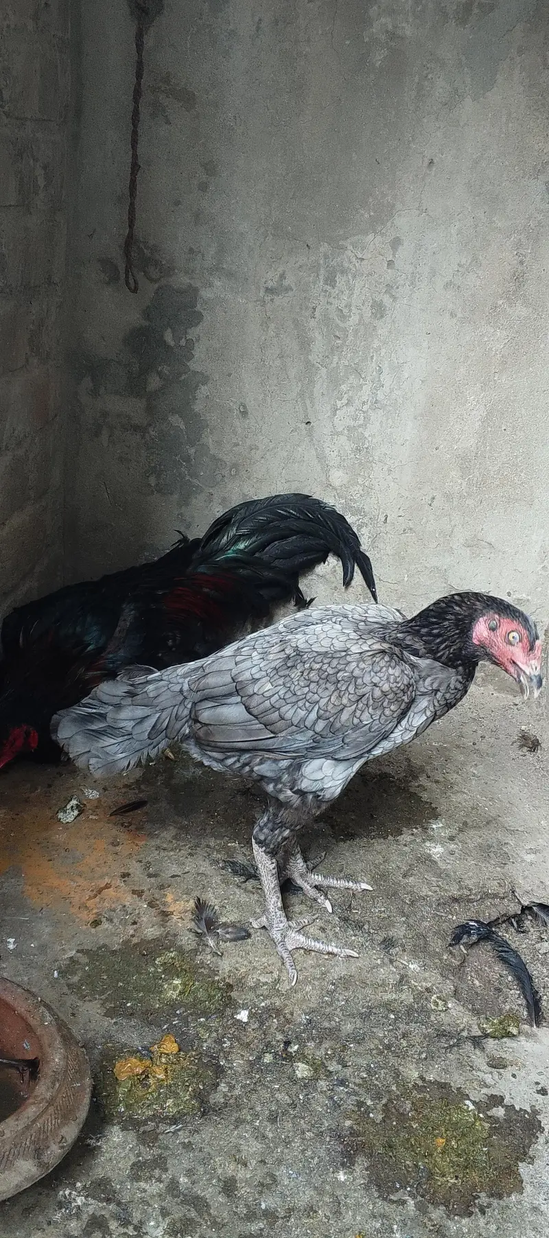 thai pair — photo 2
