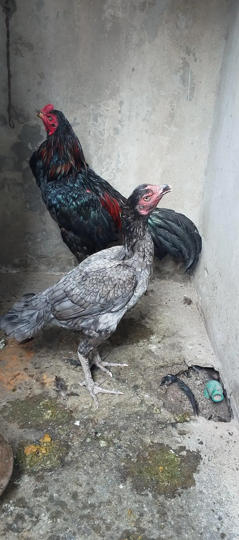 thai pair — photo 3