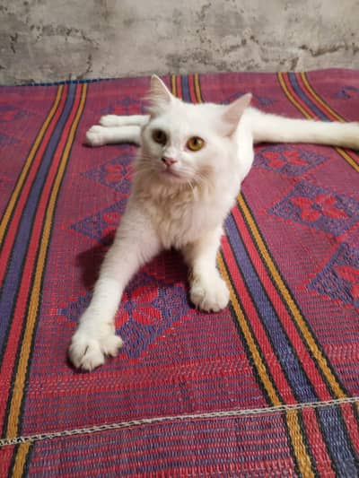 Beautiful White Cat Healthy and Friendly