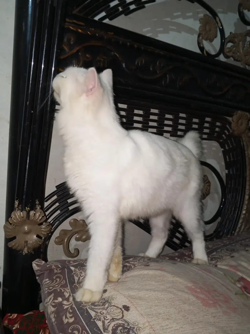 Beautiful White Cat Healthy and Friendly — photo 2