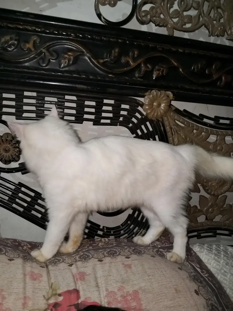 Beautiful White Cat Healthy and Friendly — photo 3
