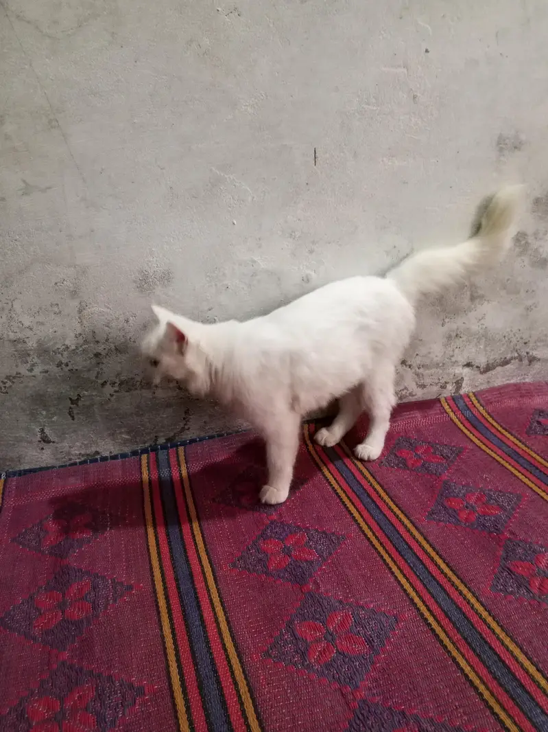 Beautiful White Cat Healthy and Friendly — photo 4