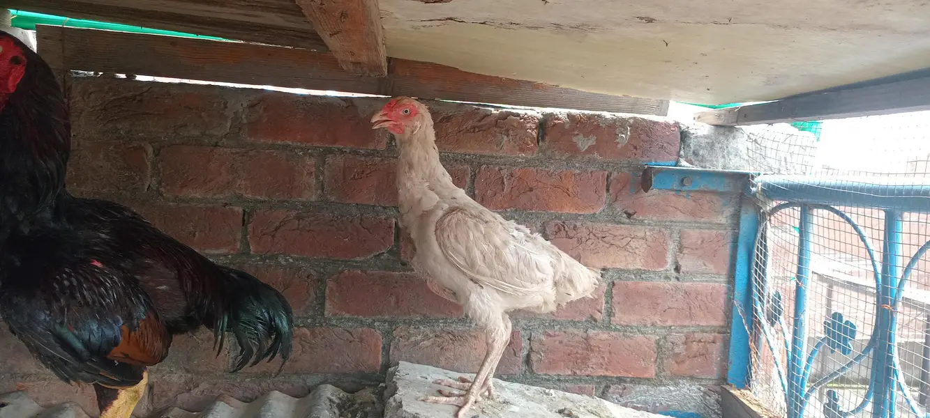 aseel white breeder female — photo 6