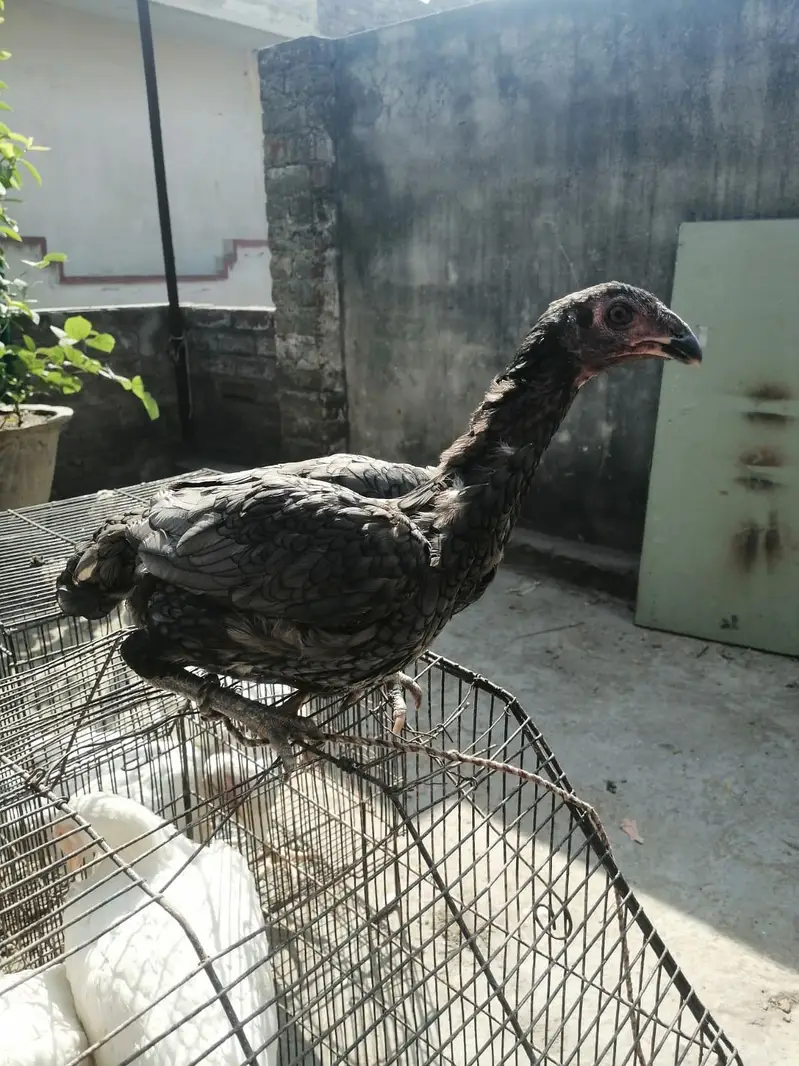 thai aseel madi — photo 5