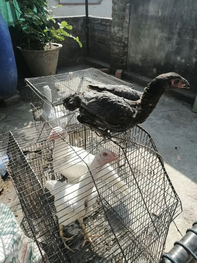 thai aseel madi — photo 6
