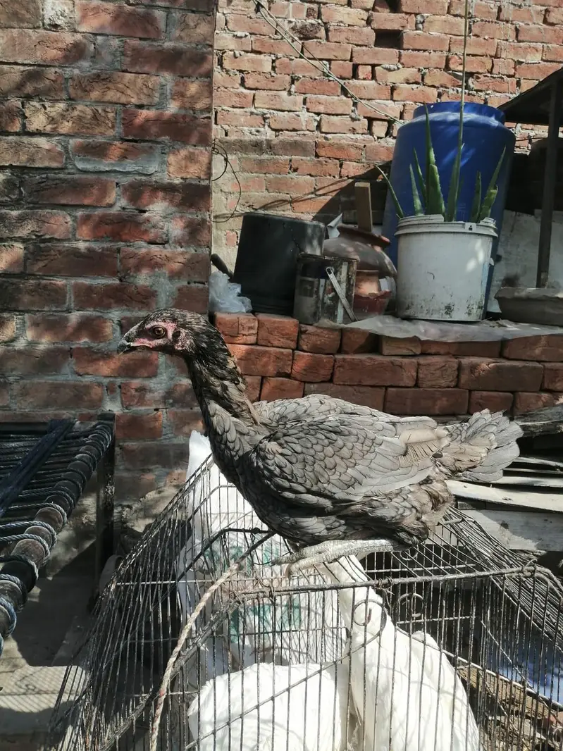 thai aseel madi — photo 7