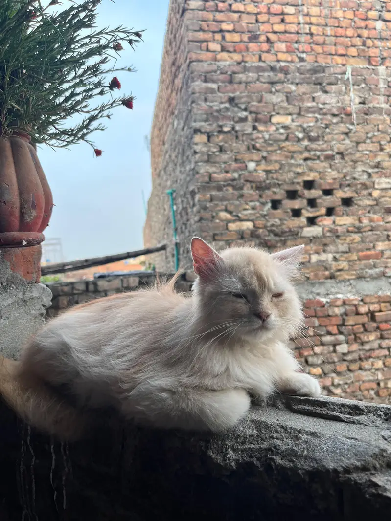 Persian Cats Male And Female's — photo 5