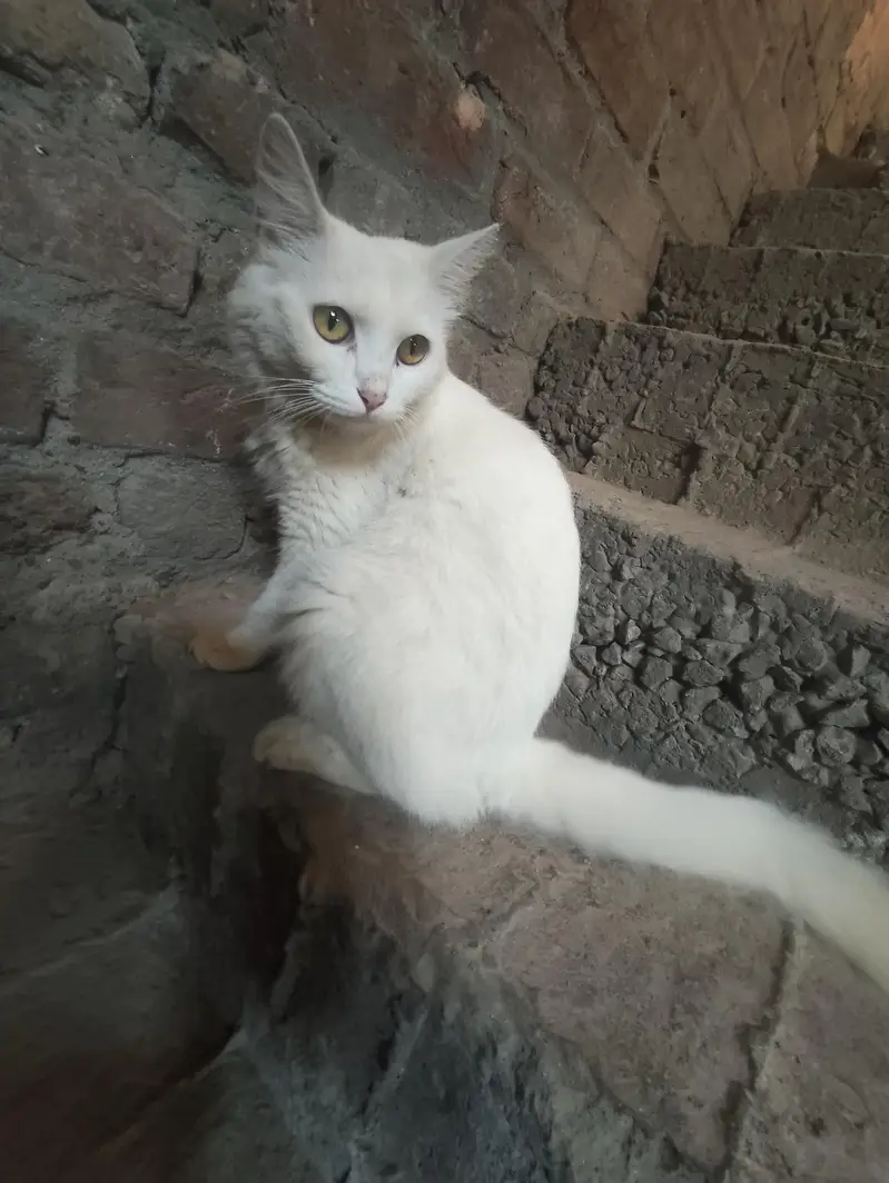 Persian Cats Male And Female's — photo 6