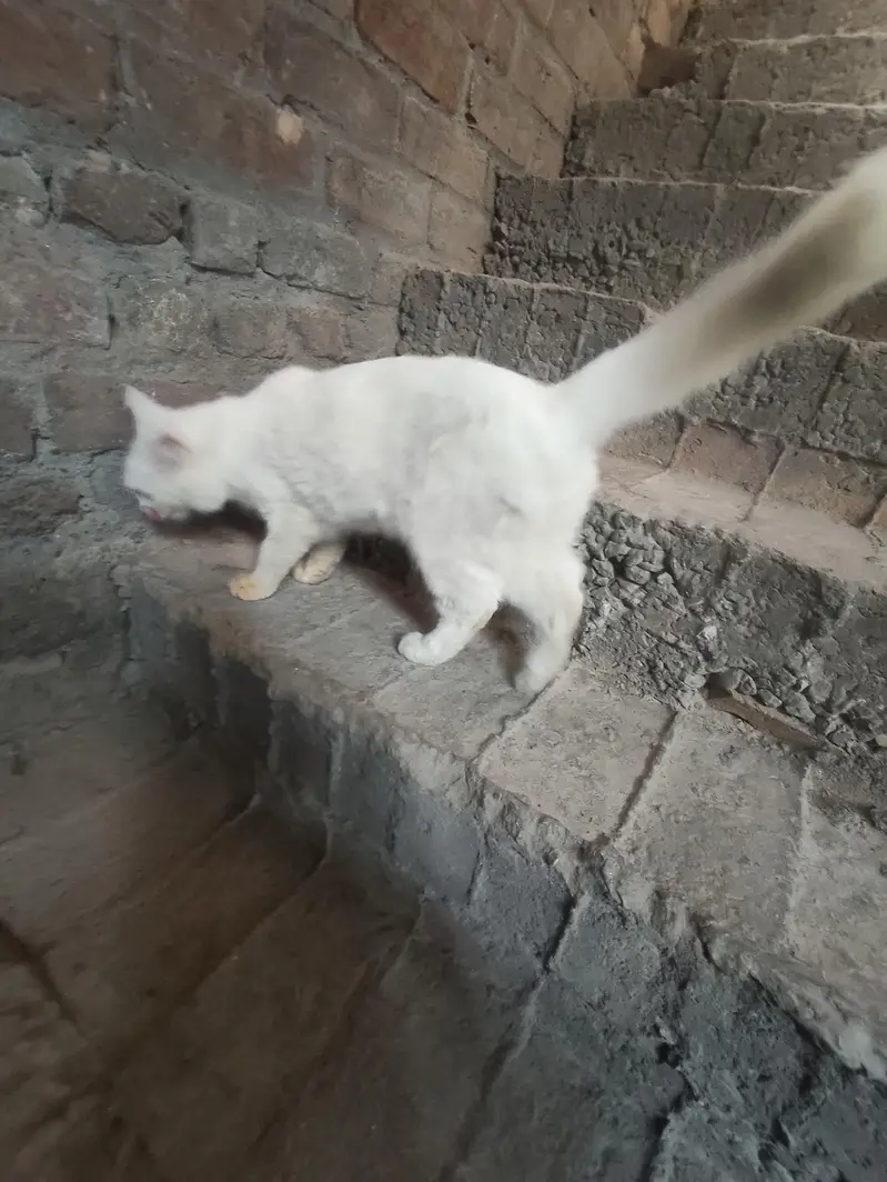 Persian Cats Male And Female's — photo 7