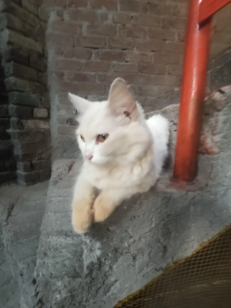 Persian Cats Male And Female's — photo 8