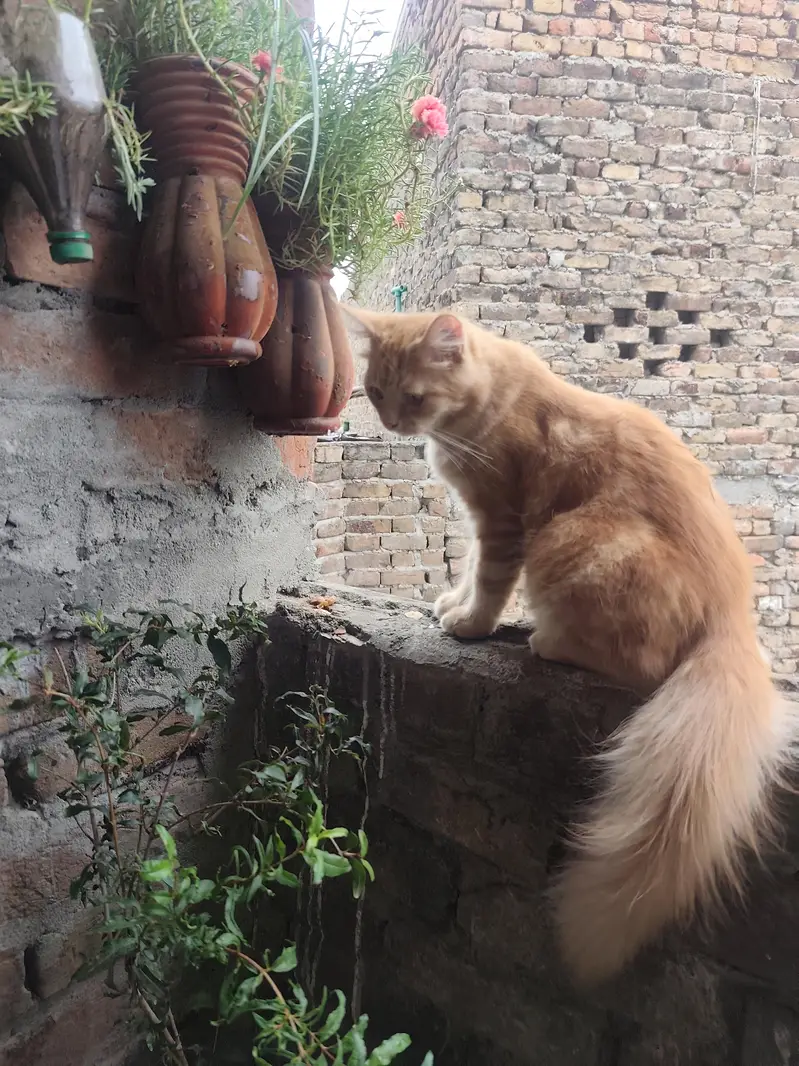Persian Cats Male And Female's — photo 11