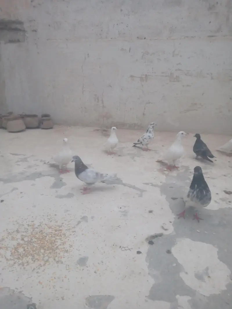 Kabali kabootar — photo 2