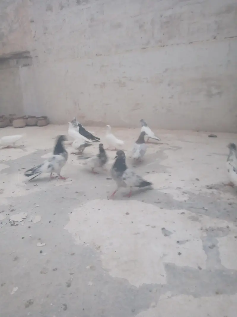 Kabali kabootar — photo 3