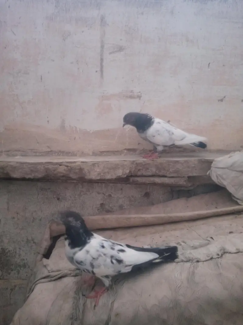Kabali kabootar — photo 5