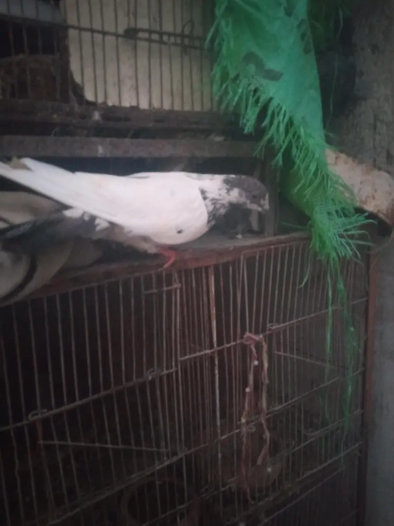 Kabali kabootar — photo 6