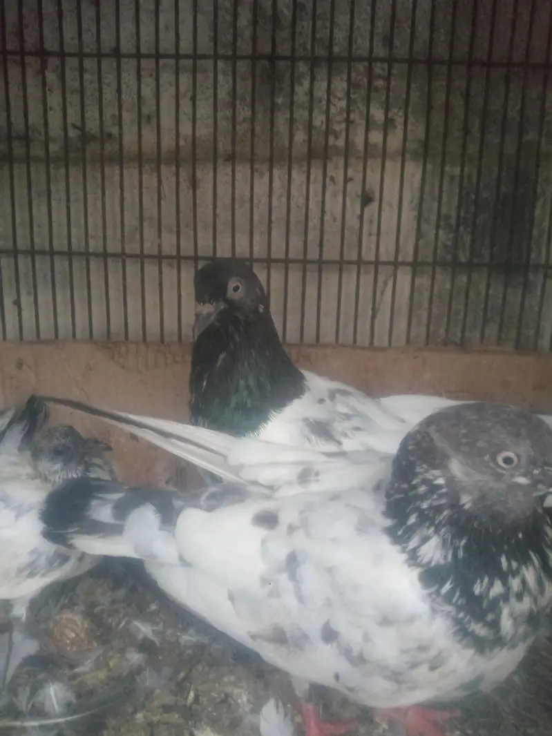 Kabali kabootar — photo 10