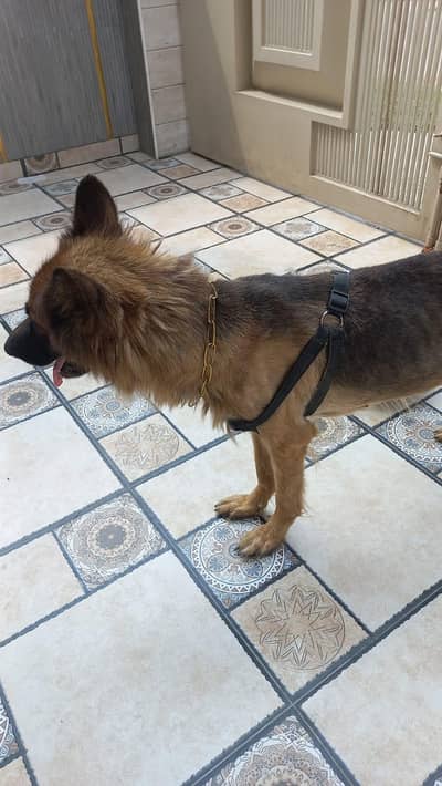 trained family dog