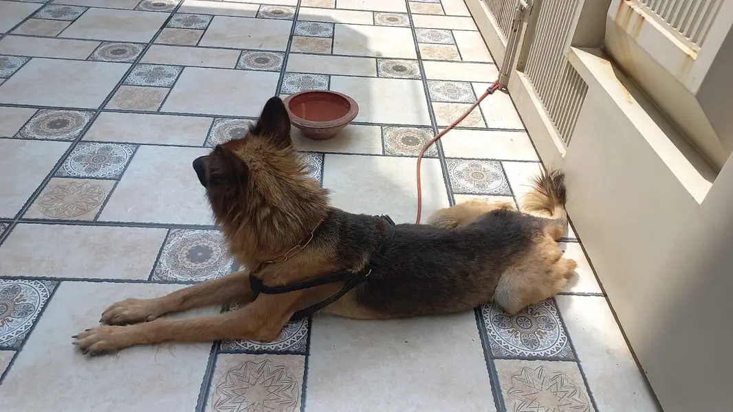 trained family dog — photo 2