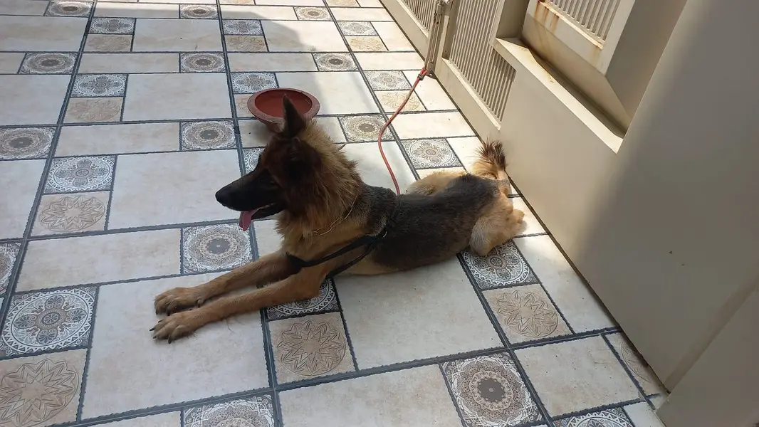 trained family dog — photo 3