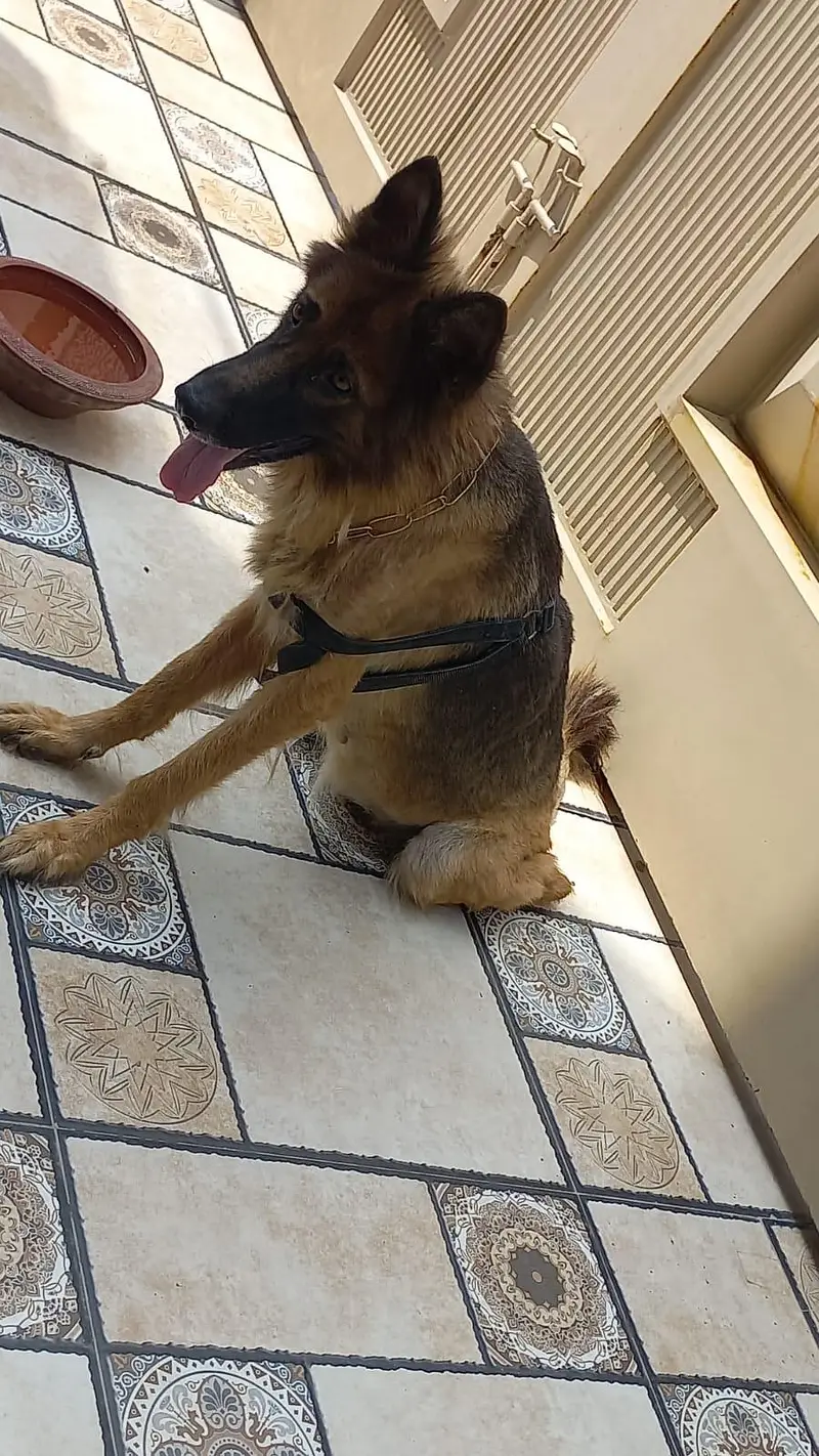 trained family dog — photo 4