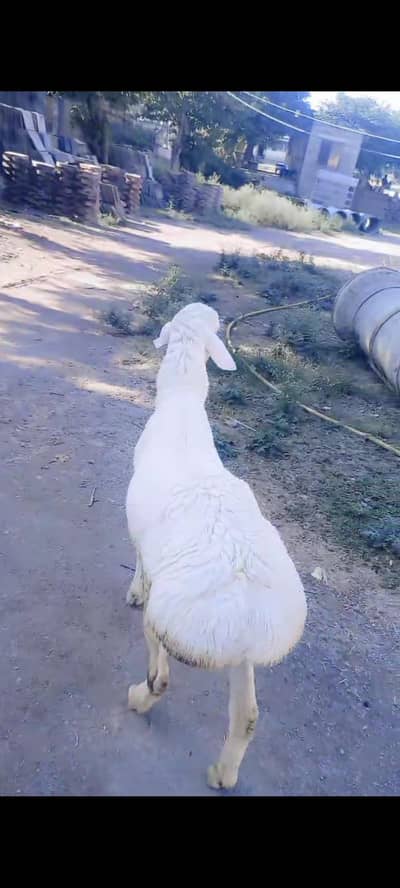 High quality original Talagangi dumba